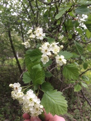 Crataegus canadensis