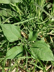 Tithonia tubaeformis