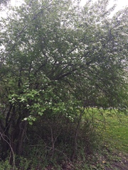 Crataegus canadensis