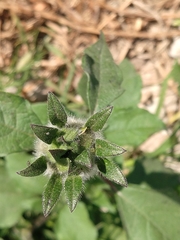 Tithonia tubaeformis