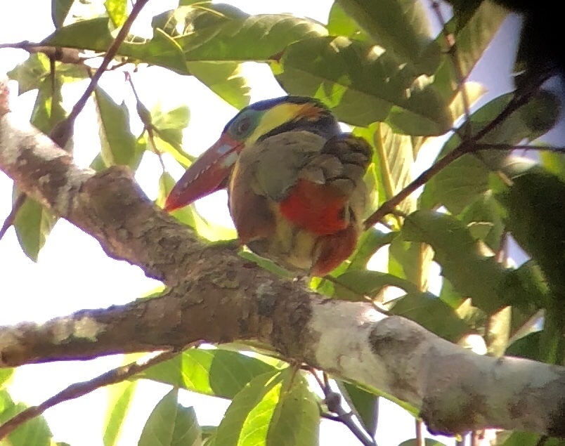 Tawny-Tufted Toucanet