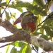 Tawny-tufted Toucanet - Photo (c) desertnaturalist, some rights reserved (CC BY), uploaded by desertnaturalist