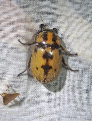 Cyclocephala mafaffa