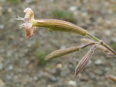Silene paradoxa