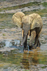 Loxodonta cyclotis