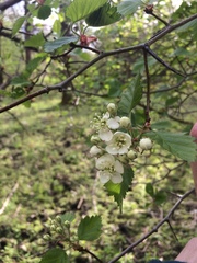 Crataegus canadensis