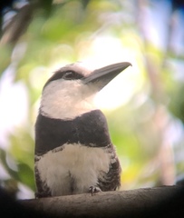 Notharchus hyperrhynchus