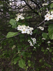 Crataegus canadensis