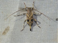 Graphisurus vexillaris