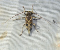 Graphisurus vexillaris