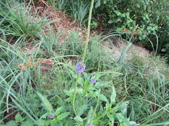 Stachytarpheta angustifolia