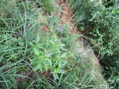 Stachytarpheta angustifolia