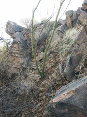 Sonorella allynsmithi