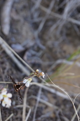 Bombylius pygmaeus