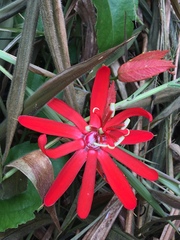 Passiflora tholozanii