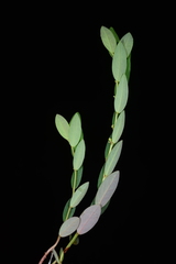 Phyllanthus ussuriensis