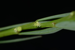 Phyllanthus ussuriensis