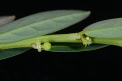Phyllanthus ussuriensis