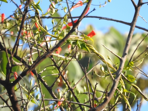 Image of Manettia cordifolia by (c) Cecilia Fer Díaz, some rights reserved (CC BY)