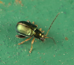 Aphthona strigosa