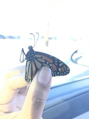 Danaus plexippus