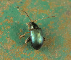 Aphthona strigosa