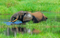 Loxodonta cyclotis