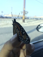 Danaus plexippus