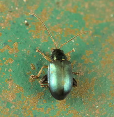 Aphthona strigosa