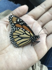 Danaus plexippus