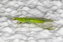 Chrysoperla comanche