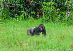 Gorilla gorilla gorilla image