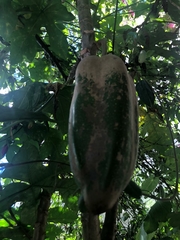 Vasconcellea × pentagona