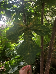 Vasconcellea × pentagona