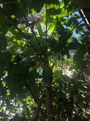 Vasconcellea × pentagona