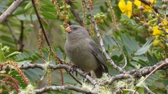 Catamenia