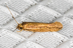 Ypsolopha sp-sw