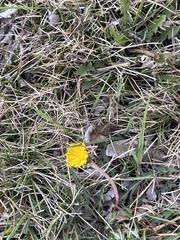 Taraxacum officinale