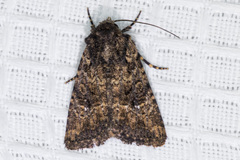 Hexorthodes nipana