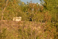 Chondestes grammacus