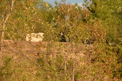 Chondestes grammacus