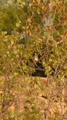 Chondestes grammacus