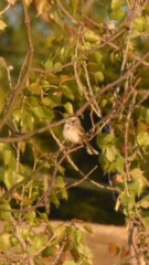 Chondestes grammacus