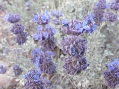 Salvia dorrii