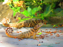 Leiocephalus carinatus