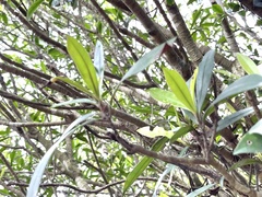 Myrsine seguinii