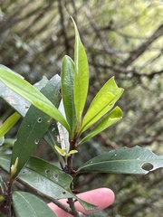 Myrsine seguinii
