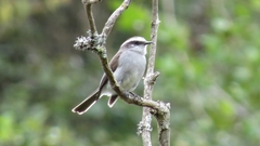 Ochthoeca leucophrys