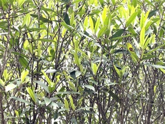 Myrsine seguinii