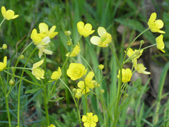 Ranunculus pedatus
